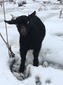 Half Acre Farm Reece (Reece)